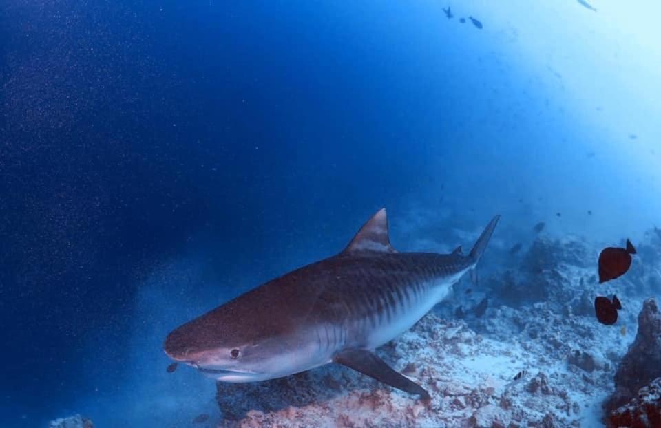 Endhaa, Divers Home Fuvahmulah Zewnętrze zdjęcie