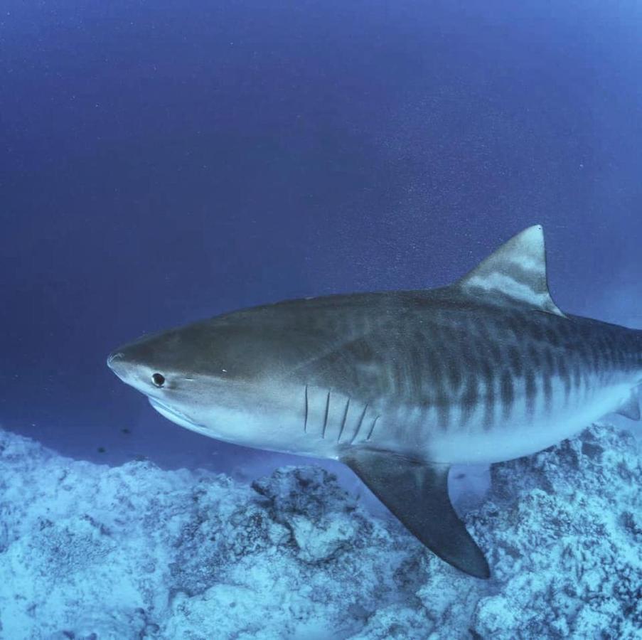 Endhaa, Divers Home Fuvahmulah Zewnętrze zdjęcie