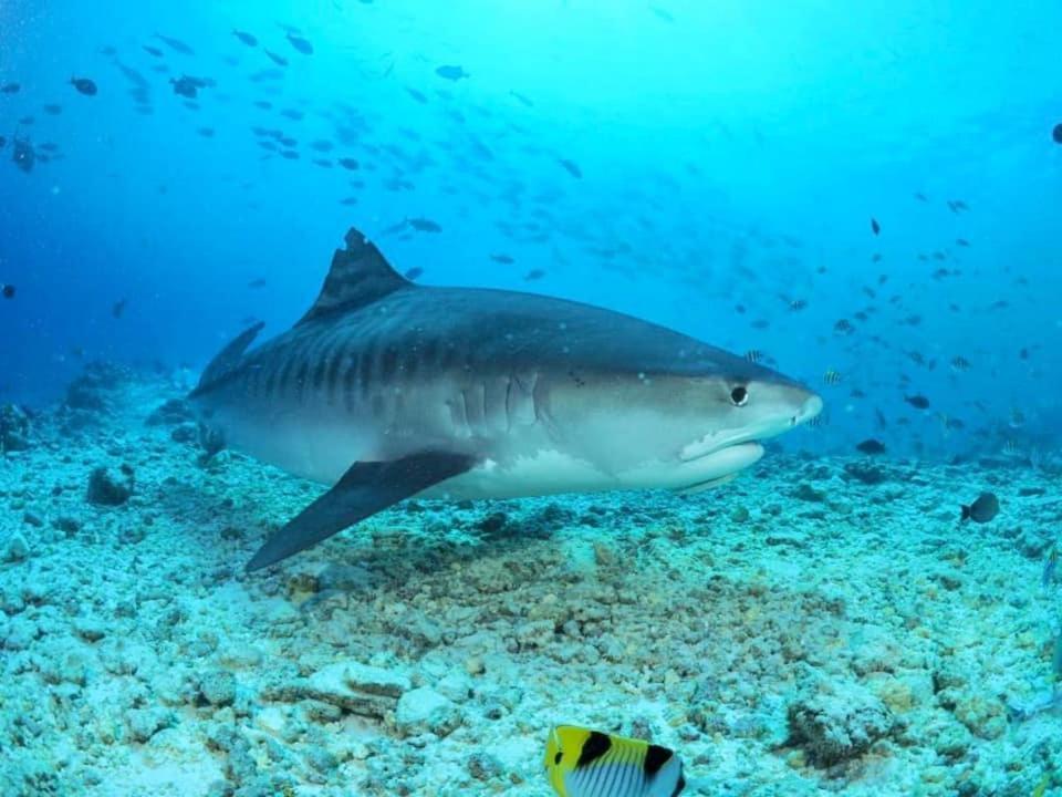 Endhaa, Divers Home Fuvahmulah Zewnętrze zdjęcie