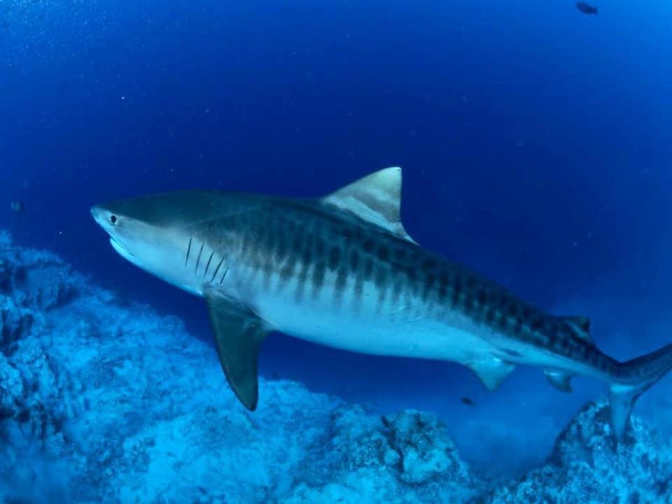 Endhaa, Divers Home Fuvahmulah Zewnętrze zdjęcie